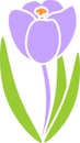 Silhouette of flowering purple crocus with green foliage